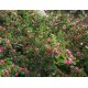 Котонеастер ( Cotoneaster microphyllus )